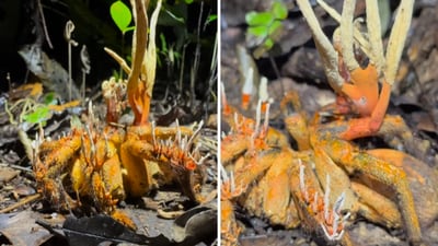 The image shows a tarantula infected by zombie fungus. (Instagram/chrisketola) The image shows a tarantula infected by zombie fungus. (Instagram/chrisketola)