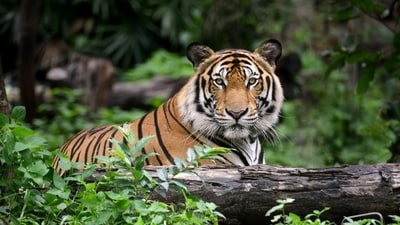 Project Tiger is a wildlife conservation project launched by the Government of India on April 1st 1973 to protect the Bengal tiger and its habitats. (Photo: Shutterstock) Project Tiger is a wildlife conservation project launched by the Government of India on April 1st 1973 to protect the Bengal tiger and its habitats. (Photo: Shutterstock)