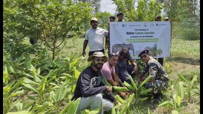 Saplings of rough lemon being planted by wildlife experts. (Sourced) Saplings of rough lemon being planted by wildlife experts. (Sourced)