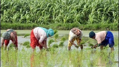 Agriculture (HT photo) Agriculture (HT photo)