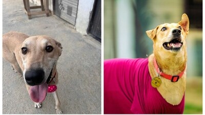 Meet these furry friends in Delhi-NCR, who are searching for forever homes. Meet these furry friends in Delhi-NCR, who are searching for forever homes.
