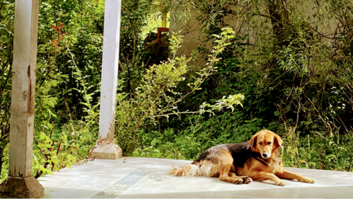 Dog on the verandah (Sonya Dutta Choudhury) Dog on the verandah (Sonya Dutta Choudhury)