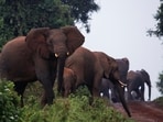 Representative image: Namibia faces an extreme drought, causing it to plan to kill elephants to solve their hunger crisis
REUTERS/Monicah Mwangi