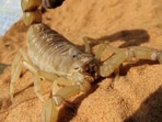 Scorpion