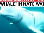 Famous 'Russian Spy Whale' Found Dead In NATO Nation Waters