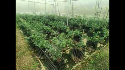 As Himachal Pradesh advances in blueberry farming, the state has recently registered its first blueberry nursery in Kangra district, which is the first to be officially authorised to produce and sell blueberry plants. (HT photo) As Himachal Pradesh advances in blueberry farming, the state has recently registered its first blueberry nursery in Kangra district, which is the first to be officially authorised to produce and sell blueberry plants. (HT photo)