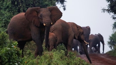 Representative image: Namibia faces an extreme drought, causing it to plan to kill elephants to solve their hunger crisis
REUTERS/Monicah Mwangi (REUTERS)