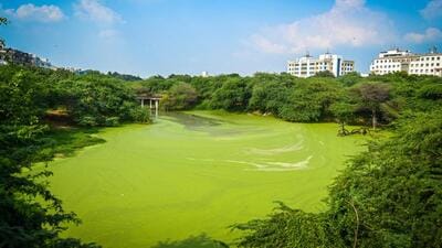 Located next to Khirki village, Greater Kailash, Chirag Dilli and Saket, the lake, believed to be constructed in the 14th century during the reign of Muhammad Shah Tughlaq (Muhammad bin Tughluq) is part of the Satpula monument complex. (Sanchit Khanna/HT) Located next to Khirki village, Greater Kailash, Chirag Dilli and Saket, the lake, believed to be constructed in the 14th century during the reign of Muhammad Shah Tughlaq (Muhammad bin Tughluq) is part of the Satpula monument complex. (Sanchit Khanna/HT)