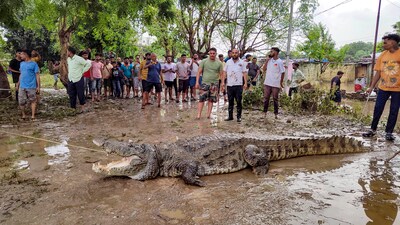 A crocodile being rescued from a residential locality after flood water recede, in Vadodara. (PTI) A crocodile being rescued from a residential locality after flood water recede, in Vadodara. (PTI)