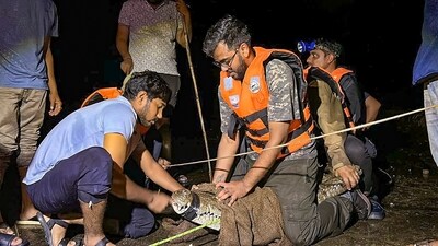 Almost 24 crocodiles have been rescued from a residential localities after flood water receded in Vadodara. (PTI) Almost 24 crocodiles have been rescued from a residential localities after flood water receded in Vadodara. (PTI)