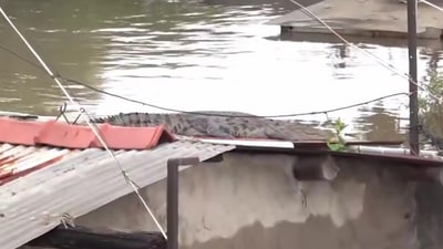 A Crocodile was spotted on the roof of a house as heavy rainfall inundated Akota Stadium area of Vadodara in Gujarat. (PTI) A Crocodile was spotted on the roof of a house as heavy rainfall inundated Akota Stadium area of Vadodara in Gujarat. (PTI)