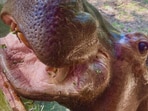 Hippos