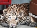 Leopard spotted in Bengaluru's Jigani area, forest officials launch search operation