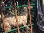 Bahraich: A wolf, part of a pack which has allegedly killed at least seven people, being taken in a cage after it was captured.