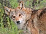 A representative image of an Indian wolf. Wolves have been attacking human beings in Bahraich division of Uttar Pradesh for the past two months