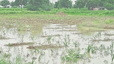 All eight districts of Marathwada — Chhatrapati Sambhaji Nagar, Jalna, Parbhani, Hingoli, Beed, Nanded, Latur, and Dharashiv — were affected by the heavy downpour. (Laxman Narnale/HT) All eight districts of Marathwada — Chhatrapati Sambhaji Nagar, Jalna, Parbhani, Hingoli, Beed, Nanded, Latur, and Dharashiv — were affected by the heavy downpour. (Laxman Narnale/HT)