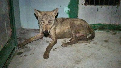A wolf in captivity (File photo) A wolf in captivity (File photo)