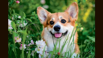 Bob, our corgi, was a rascal. He would scupper to neighbours’ homes at every opportunity and return sheepishly. (Shutterstock)