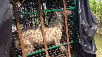 Bahraich: A wolf, part of a pack which has allegedly killed at least seven people, being taken in a cage after it was captured. (PTI) Bahraich: A wolf, part of a pack which has allegedly killed at least seven people, being taken in a cage after it was captured. (PTI)