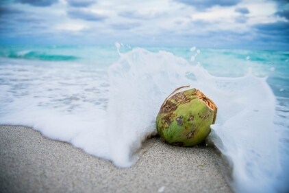 Coconuts provide us with excellent nutrients like potassium and calcium. (Unsplash) Coconuts provide us with excellent nutrients like potassium and calcium. (Unsplash)