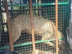 The wolf which was captured on Thursday (Sourced) The wolf which was captured on Thursday (Sourced)
