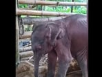 The elephant was saved by forest officials. 