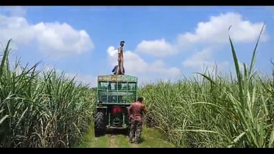 Combing exercise in the fields in Maheshpur range in south Kheri forest division (HT Photo) Combing exercise in the fields in Maheshpur range in south Kheri forest division (HT Photo)