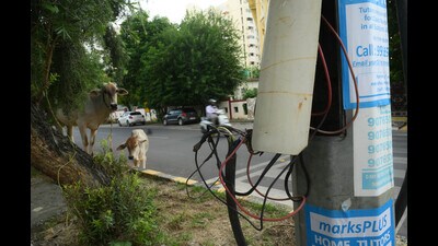 Exposed wires hanging from an electric pole in Lucknow (Deepak Gupta) Exposed wires hanging from an electric pole in Lucknow (Deepak Gupta)