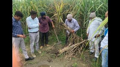 The crop scientists and farmers believe that due to deficit rain this monsoon, rampant pest attack was seen on crops. (HT Photo) The crop scientists and farmers believe that due to deficit rain this monsoon, rampant pest attack was seen on crops. (HT Photo)