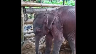 The elephant was saved by forest officials. (X) The elephant was saved by forest officials. (X)