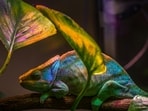Chameleon
