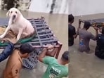 Rescue of an elderly dog in Gujarat floods goes viral. Rescue of an elderly dog in Gujarat floods goes viral.
