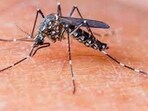 Bengaluru tops chart with highest dengue cases, Karnataka govt declares it as epidemic Bengaluru tops chart with highest dengue cases, Karnataka govt declares it as epidemic