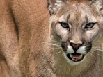 A 5-year-old was attacked by a mountain lion. 