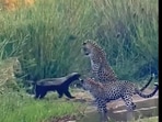 Honey badger in the middle of  showdown with three leopards. 
