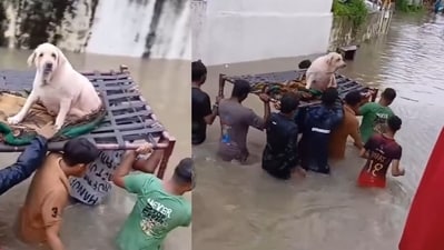 Rescue of an elderly dog in Gujarat floods goes viral. (Screengrab/Instagram@ weareyuvaa) Rescue of an elderly dog in Gujarat floods goes viral. (Screengrab/Instagram@ weareyuvaa)
