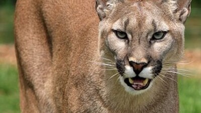 A 5-year-old was attacked by a mountain lion. (File Photo) A 5-year-old was attacked by a mountain lion. (File Photo)