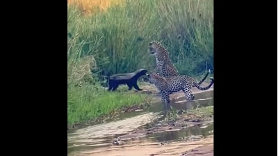 Honey badger in the middle of showdown with three leopards. (X/@AMAZlNGNATURE) Honey badger in the middle of showdown with three leopards. (X/@AMAZlNGNATURE)