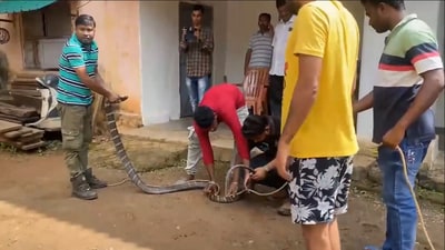 Odisha: The officials were seen carrying the massive cobra out of the house. (X/@ANI) Odisha: The officials were seen carrying the massive cobra out of the house. (X/@ANI)