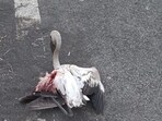 The migratory birds sustain severe injuries after becoming disoriented due to the bright streetlights along the Nerul Jetty