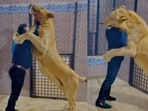 The viral video shows an enormous lioness in an enclosure tenderly embracing and hugging a Pakistani man. The viral video shows an enormous lioness in an enclosure tenderly embracing and hugging a Pakistani man.