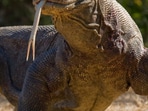 Komodo_Dragon