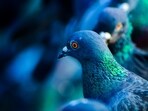 Pigeons