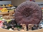 A Reishi mushroom on display at Foodstories
