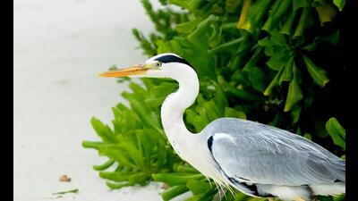 According to ancient Roman legends, Ardea was an Italian town that was razed to the ground after a battle. The heron is said to have arisen from its ashes. (Prerna Jain) According to ancient Roman legends, Ardea was an Italian town that was razed to the ground after a battle. The heron is said to have arisen from its ashes. (Prerna Jain)