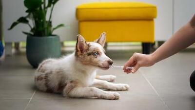 According to the Ludhiana woman, her husband used to ‘mistreat’ the dog and used to threaten to kill it (HT File) According to the Ludhiana woman, her husband used to ‘mistreat’ the dog and used to threaten to kill it (HT File)