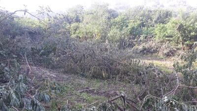 As per the Maharashtra (Urban Areas) Protection and Preservation of Trees Act, 1975, it is mandatory for the developer to plant trees equivalent in age to those felled. (REPRESENTATIVE PHOTO) As per the Maharashtra (Urban Areas) Protection and Preservation of Trees Act, 1975, it is mandatory for the developer to plant trees equivalent in age to those felled. (REPRESENTATIVE PHOTO)