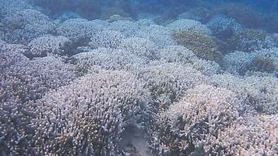 Bleached Porites corals. (HT Photo) Bleached Porites corals. (HT Photo)