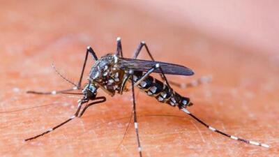 Chikungunya is a viral infection transmitted by mosquitoes. The symptoms include fever, muscle pain, headache and fatigue, and rash may also occur. The treatment provided is symptomatic. (REPRESENTATIVE PHOTO) Chikungunya is a viral infection transmitted by mosquitoes. The symptoms include fever, muscle pain, headache and fatigue, and rash may also occur. The treatment provided is symptomatic. (REPRESENTATIVE PHOTO)