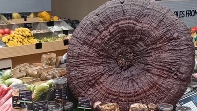 A Reishi mushroom on display at Foodstories (Instagram/@planetmushroom) A Reishi mushroom on display at Foodstories (Instagram/@planetmushroom)
